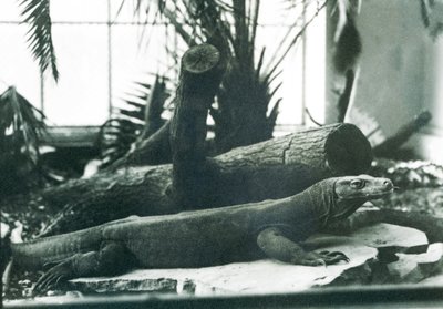 Smok z Komodo w Reptile House w londyńskim zoo w sierpniu 1928 r. (zdjęcie czarno-białe) autorstwa Frederick William Bond