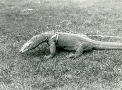 Waran z Komodo na spacer po trawniku w uprzęży i smyczy (zdjęcie czarno-białe) autorstwa Frederick William Bond