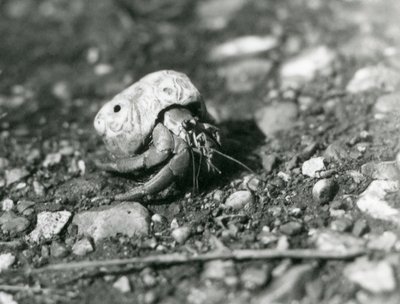 Krab pustelnik, londyńskie zoo autorstwa Frederick William Bond
