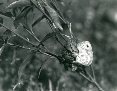 Krab pustelnik wspinający się na małą gałąź, londyńskie zoo autorstwa Frederick William Bond