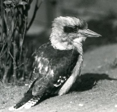 Śmiejąca się Kookaburra w londyńskim zoo w kwietniu 1925 r. autorstwa Frederick William Bond