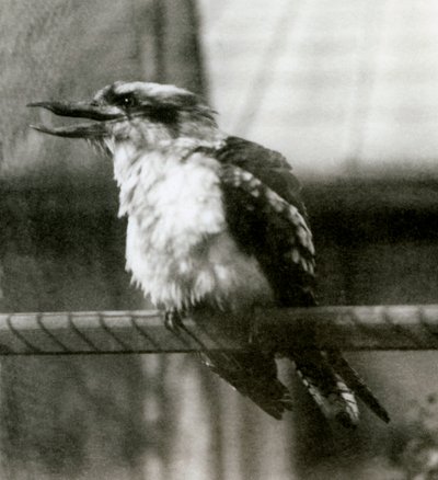 Śmiejąca się Kookaburra w londyńskim zoo w październiku 1924 r autorstwa Frederick William Bond