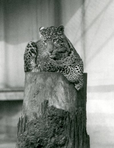 Lampart leżący na wierzchołku pnia drzewa, londyńskie zoo autorstwa Frederick William Bond