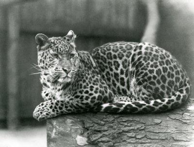Lampart odpoczywający na kłodzie w londyńskim zoo w 1929 roku (zdjęcie czarno-białe) autorstwa Frederick William Bond