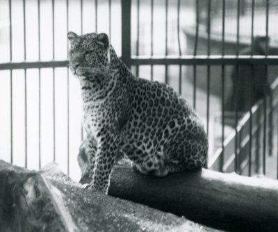 Lampart siedzący na kłodzie w swoim wybiegu w londyńskim zoo, wrzesień 1925 autorstwa Frederick William Bond