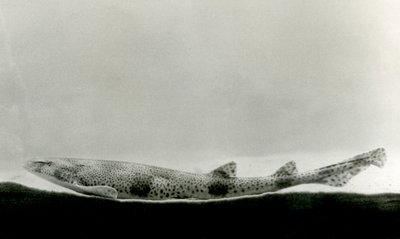 Koleń cętkowany w londyńskim zoo w 1924 r. autorstwa Frederick William Bond