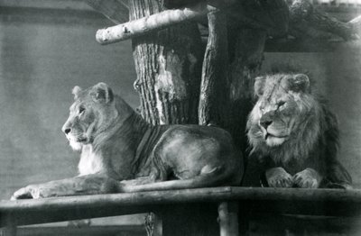 Lew i lwica odpoczywają na wysokiej platformie w swoim wybiegu, londyńskie zoo w 1929 r. (zdjęcie czarno-białe) autorstwa Frederick William Bond