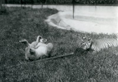 Lwiątko i tygrys bawią się mopem na trawie przy basenie, londyńskie zoo, wrzesień 1925 autorstwa Frederick William Bond