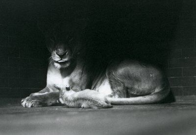 Lwiątko Leżąc z matką w cieniu tylnej części wybiegu, londyńskie zoo, październik 1925 r. autorstwa Frederick William Bond