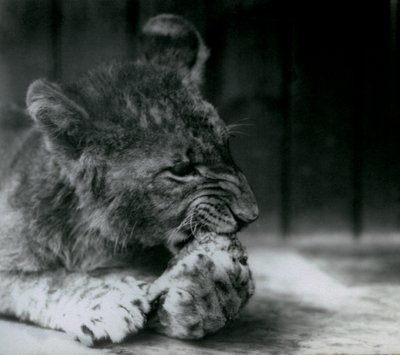 Lwiątko karmiące się w ZSL London Zoo w 1927 r. autorstwa Frederick William Bond