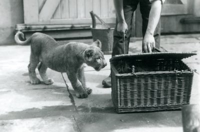Lwiątko patrzące na tygrysa w wiklinowym koszu, który otwiera opiekun, londyńskie zoo, wrzesień 1925 autorstwa Frederick William Bond