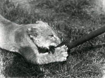 Lwiątko bawi się mopem trzymanym przez opiekuna na trawie przed swoją norą, Londyńskie Zoo, wrzesień 1925 autorstwa Frederick William Bond
