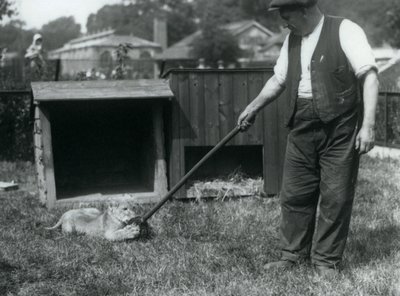 Lwiątko bawi się mopem trzymanym przez opiekuna na trawie przed swoją norą, Londyńskie Zoo, wrzesień 1925 autorstwa Frederick William Bond