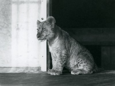 Lwiątko siedzące na podłodze w londyńskim zoo w 1930 roku (zdjęcie czarno-białe) autorstwa Frederick William Bond