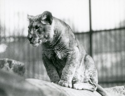 Lwiątko, które urodziło się w menażerii w lipcu 1923, londyńskie zoo, lipiec 1924 autorstwa Frederick William Bond