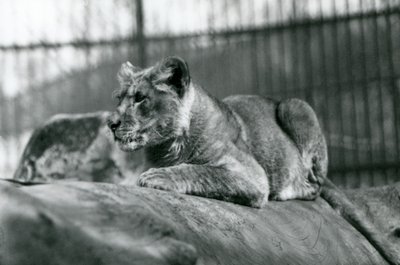 Lwiątko, które urodziło się w menażerii w lipcu 1923, londyńskie zoo, lipiec 1924 autorstwa Frederick William Bond