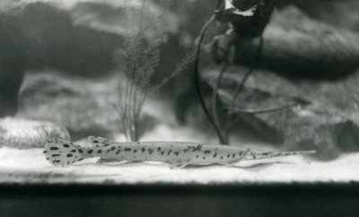 Longnose gar lub Needlenose gar, londyńskie zoo, 1924 autorstwa Frederick William Bond