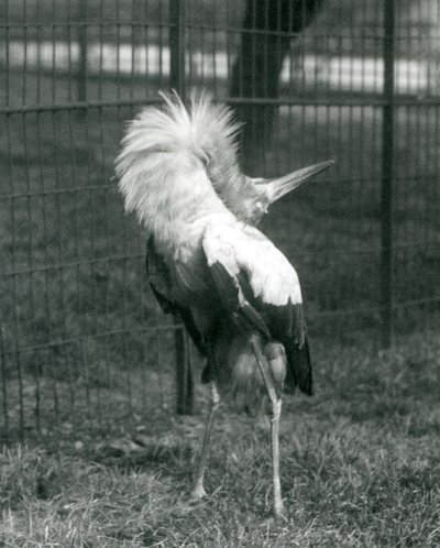 Bocian Maguari wykonujący pokaz góra-dół, londyńskie zoo, lipiec 1925 autorstwa Frederick William Bond