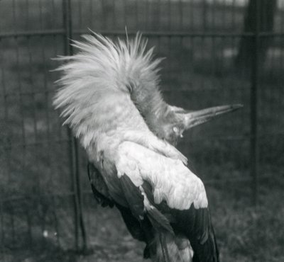 Bocian Maguari wykonujący pokaz góra-dół, londyńskie zoo, lipiec 1925 autorstwa Frederick William Bond