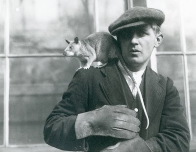 Madagaskaru Wielki Szczur siedzi na ramieniu swojego opiekuna, londyńskie zoo autorstwa Frederick William Bond