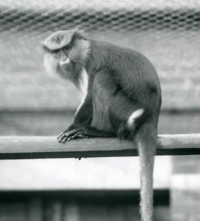 Mona Monkey siedząca na poziomym słupie w swoim wybiegu w londyńskim zoo we wrześniu 1925 r. autorstwa Frederick William Bond