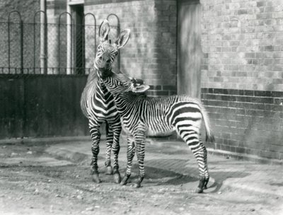 Zebra górska i jej źrebię w londyńskim zoo w 1929 roku (zdjęcie czarno-białe) autorstwa Frederick William Bond