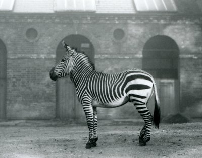 Zebra górska stojąca na wybiegu przed wysokimi drzwiami Giraffe House w londyńskim zoo w 1927 roku autorstwa Frederick William Bond