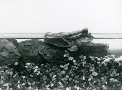 Poskoczek mułowy, spoczywający na zatopionych skałach, z oczami nad wodą, londyńskie zoo autorstwa Frederick William Bond
