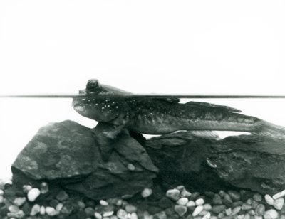 Błotniak stawowy, odpoczywający na zanurzonych skałach, z oczami nad wodą, Londyńskie Zoo autorstwa Frederick William Bond