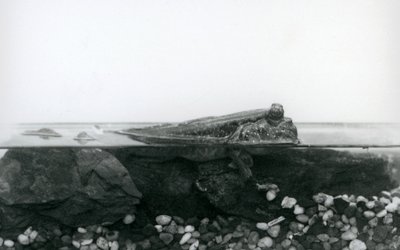 Poskoczek mułowy, spoczywający na zatopionych skałach, z górną częścią ciała nad wodą, londyńskie zoo autorstwa Frederick William Bond