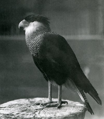 Karakara czubata północna w londyńskim zoo, przed 1930 r autorstwa Frederick William Bond