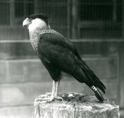 Karakara północna stojąca na pniu w londyńskim zoo, wrzesień 1925 r. autorstwa Frederick William Bond