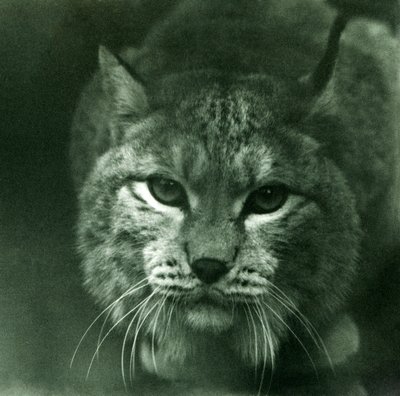Ryś północny, londyńskie zoo, luty 1925 autorstwa Frederick William Bond