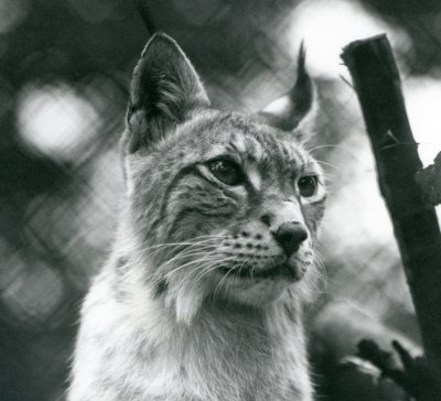 Ryś północny w londyńskim zoo, lipiec 1925 autorstwa Frederick William Bond