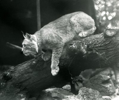 Ryś północny wychylający się z gałęzi, londyńskie zoo, październik 1925 autorstwa Frederick William Bond