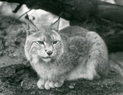 Ryś północny siedzący na skale, londyńskie zoo, październik 1925 autorstwa Frederick William Bond