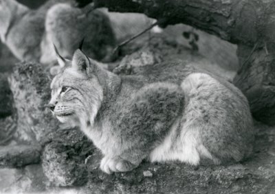 Ryś północny siedzący na skale, londyńskie zoo, październik 1925 autorstwa Frederick William Bond