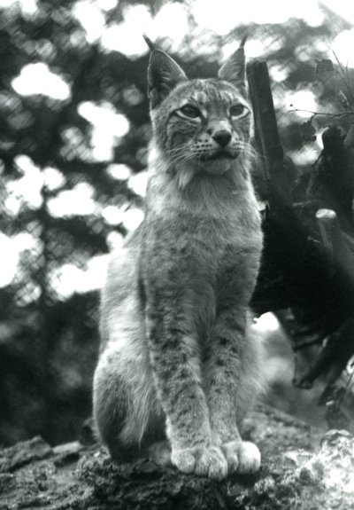 Ryś północny siedzący w londyńskim zoo, lipiec 1925 autorstwa Frederick William Bond