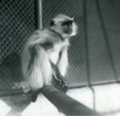 Northern Plains Grey Langur siedzący na grzędzie w swoim wybiegu w londyńskim zoo w 1928 r. (zdjęcie czarno-białe) autorstwa Frederick William Bond