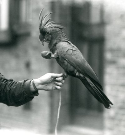 PalmGoliathWielka czarna kakadu trzymająca się jedną nogą na palcu opiekuna i trzymająca smakołyk w kształcie jajka w drugim londyńskim zoo, wrzesień 1927 r. autorstwa Frederick William Bond