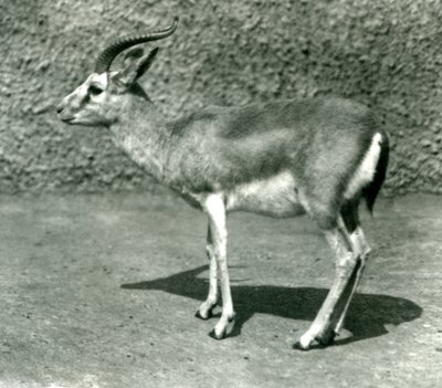 Gazela perska w londyńskim zoo w czerwcu 1925 r. autorstwa Frederick William Bond