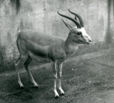 Gazela perska, wola lub czarnoogoniasta w londyńskim zoo, sierpień 1927 autorstwa Frederick William Bond