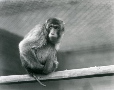 Makak pigtail siedzący na okonie w swoim wybiegu w londyńskim zoo (zdjęcie czarno-białe) autorstwa Frederick William Bond