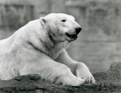 Niedźwiedź polarny odpoczywający na skalnej półce w londyńskim zoo w 1931 r. (zdjęcie czarno-białe) autorstwa Frederick William Bond