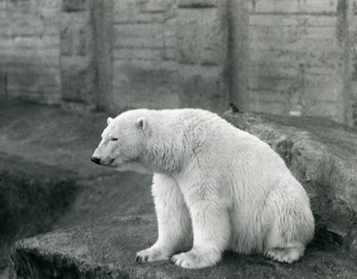 Niedźwiedź polarny siedzący na skalnej półce w londyńskim zoo we wrześniu 1927 r. autorstwa Frederick William Bond