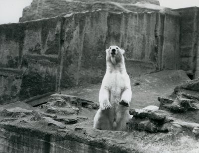 Niedźwiedź polarny siedzący w swoim wybiegu u podnóża tarasów Mappina w londyńskim zoo we wrześniu 1928 r. (zdjęcie czarno-białe) autorstwa Frederick William Bond