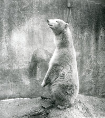 Niedźwiedź polarny siedzący na zadzie w londyńskim zoo w 1929 roku (zdjęcie czarno-białe) autorstwa Frederick William Bond