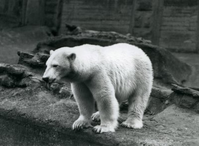 Niedźwiedź polarny stojący na skraju wybiegu u podstawy tarasów Mappin, londyńskie zoo, wrzesień 1928 (zdjęcie czarno-białe) autorstwa Frederick William Bond