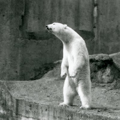 Niedźwiedź polarny stojący wysoko, na tylnych łapach, na skraju wybiegu na tarasach Mappin w londyńskim zoo autorstwa Frederick William Bond