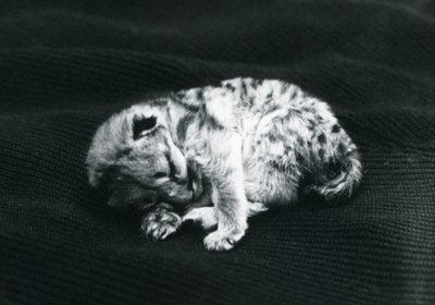 Młody puma w londyńskim zoo autorstwa Frederick William Bond